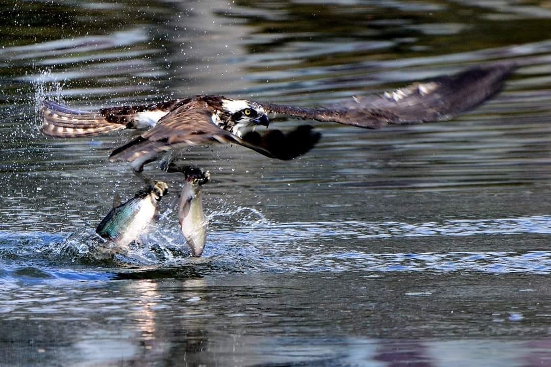 Duane-Loveland_Brecks-Mil-on-Brandywine